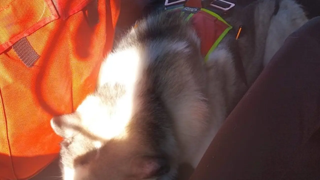 Perro rescatado por el 112 en la ruta de los Ojos del Diablo, en Liendo. / 112