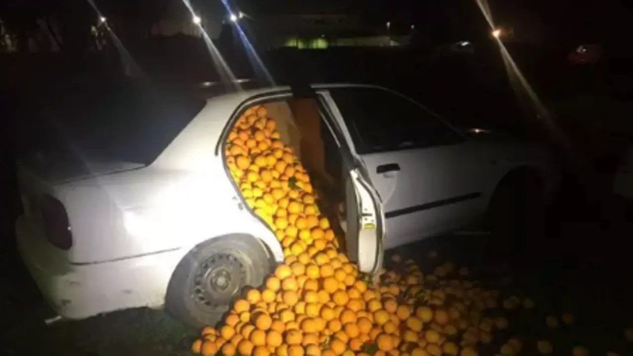 Naranjas robadas e intervenidas por la Polic&iacute;a Local. / PLS