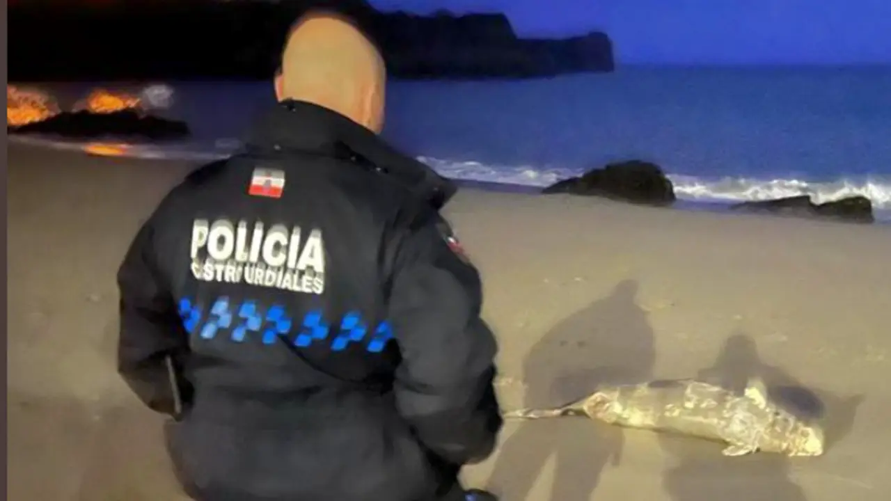 El polic&iacute;a local de Castro Urdiales frente al delf&iacute;n muerto. / PC
