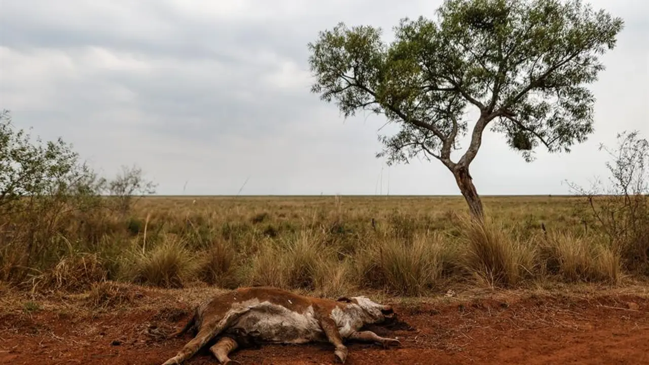Un animal yace muerto debido a la sequ&iacute;a en un sector afectado por incendios que consumen grandes &aacute;reas del territorio de la provincia de Corrientes (Argentina). EFE/Juan Ignacio Roncoroni