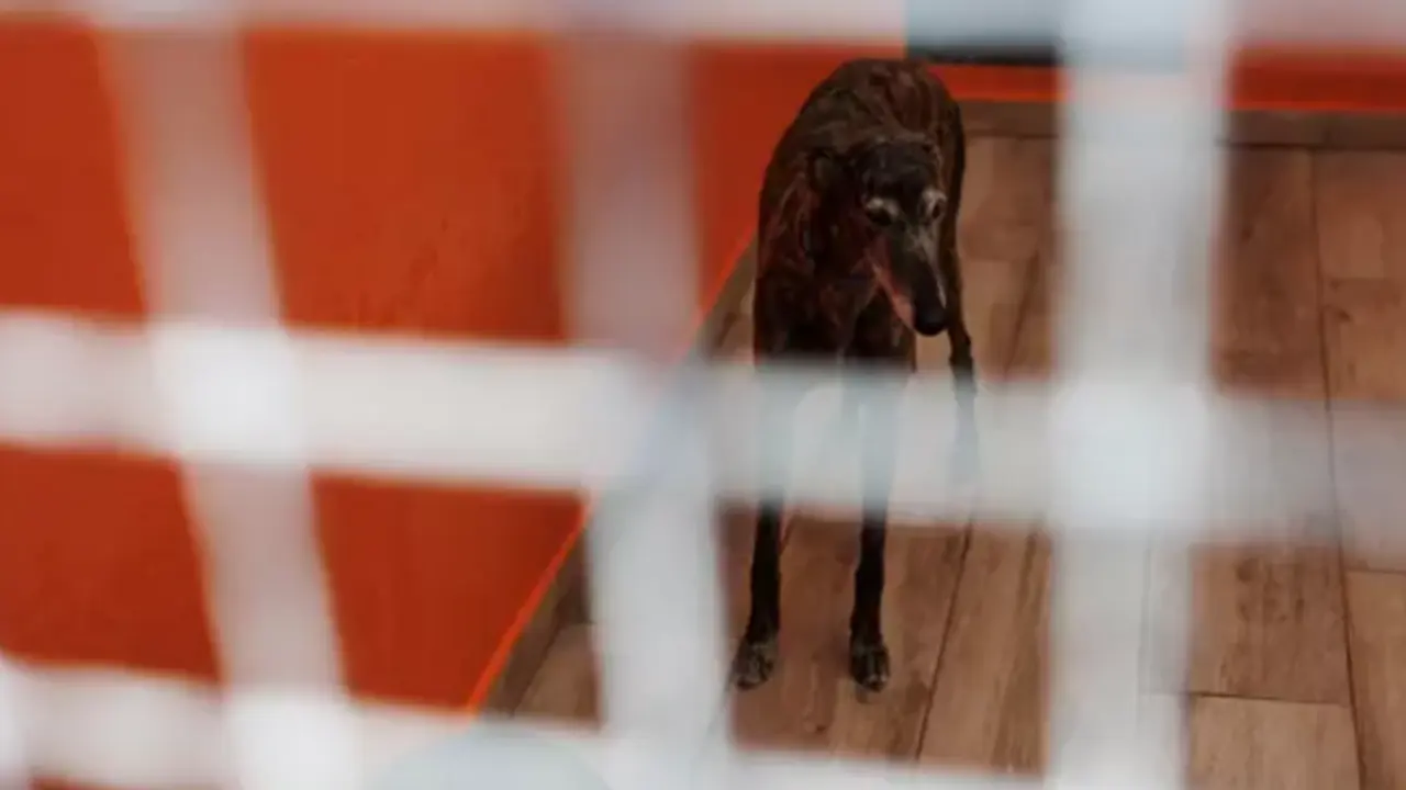 Perro. / ALEJANDRO MART&Iacute;NEZ V&Eacute;LEZ