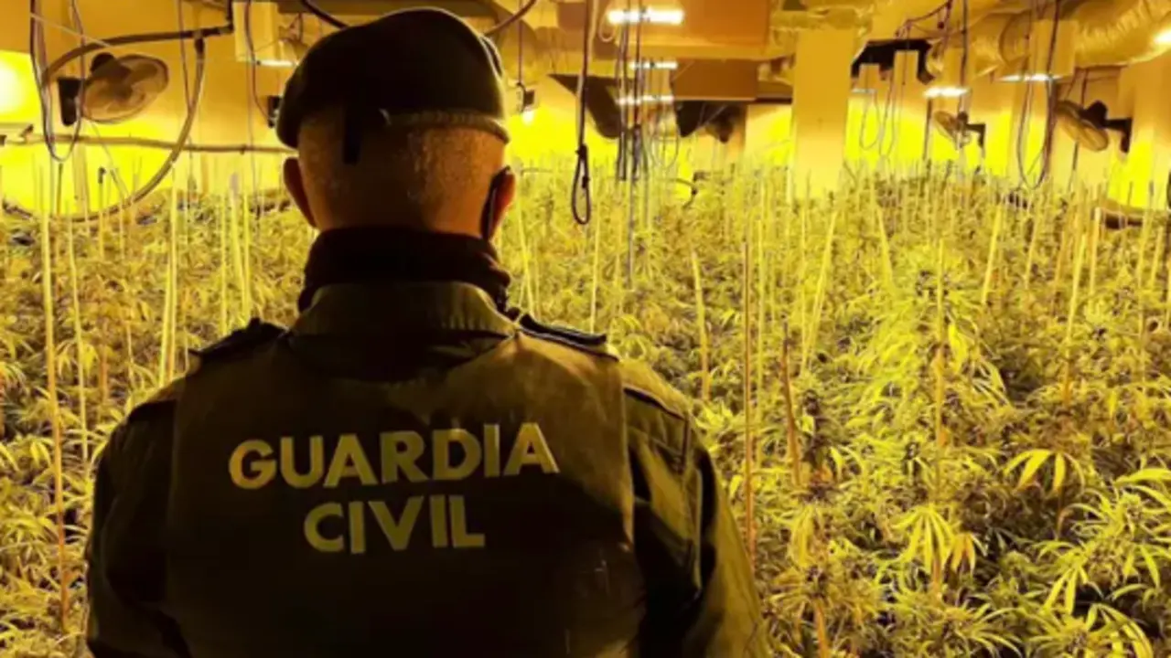 Incautaci&oacute;n de una plantaci&oacute;n de marihuana. / GC