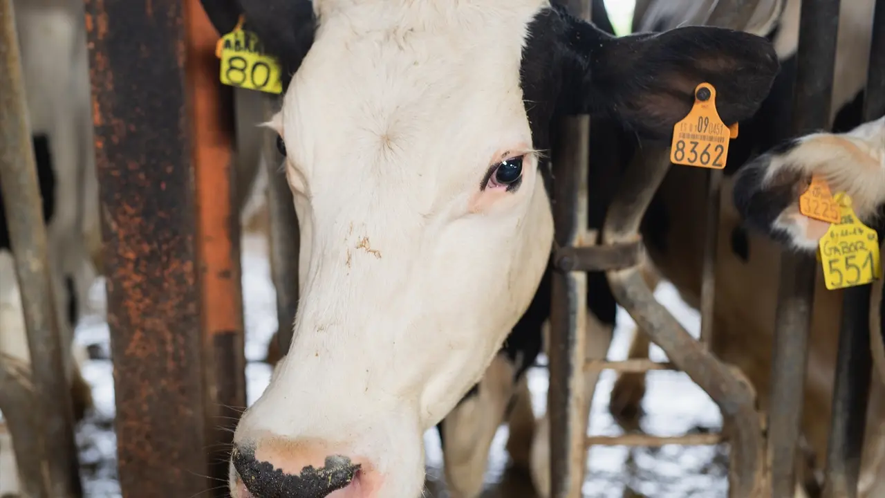 Una vaca lechera. / Alerta