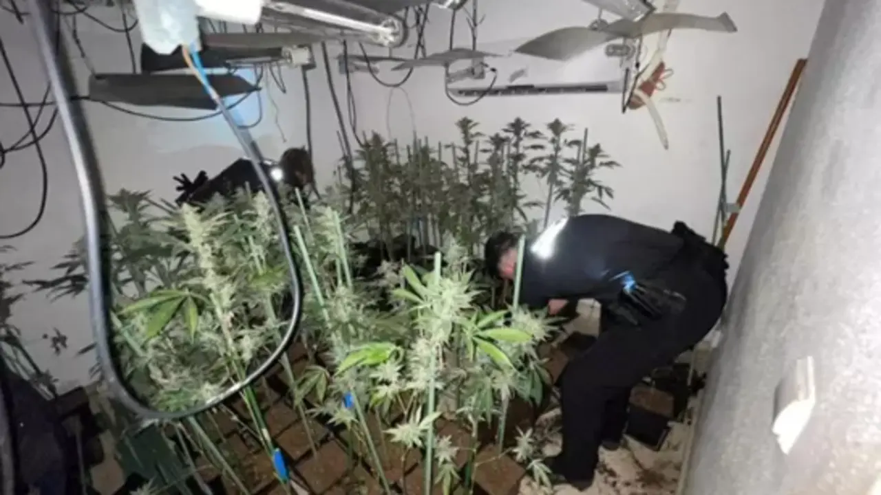 Producci&oacute;n de marihuana en una vivienda de Armilla. / PLA