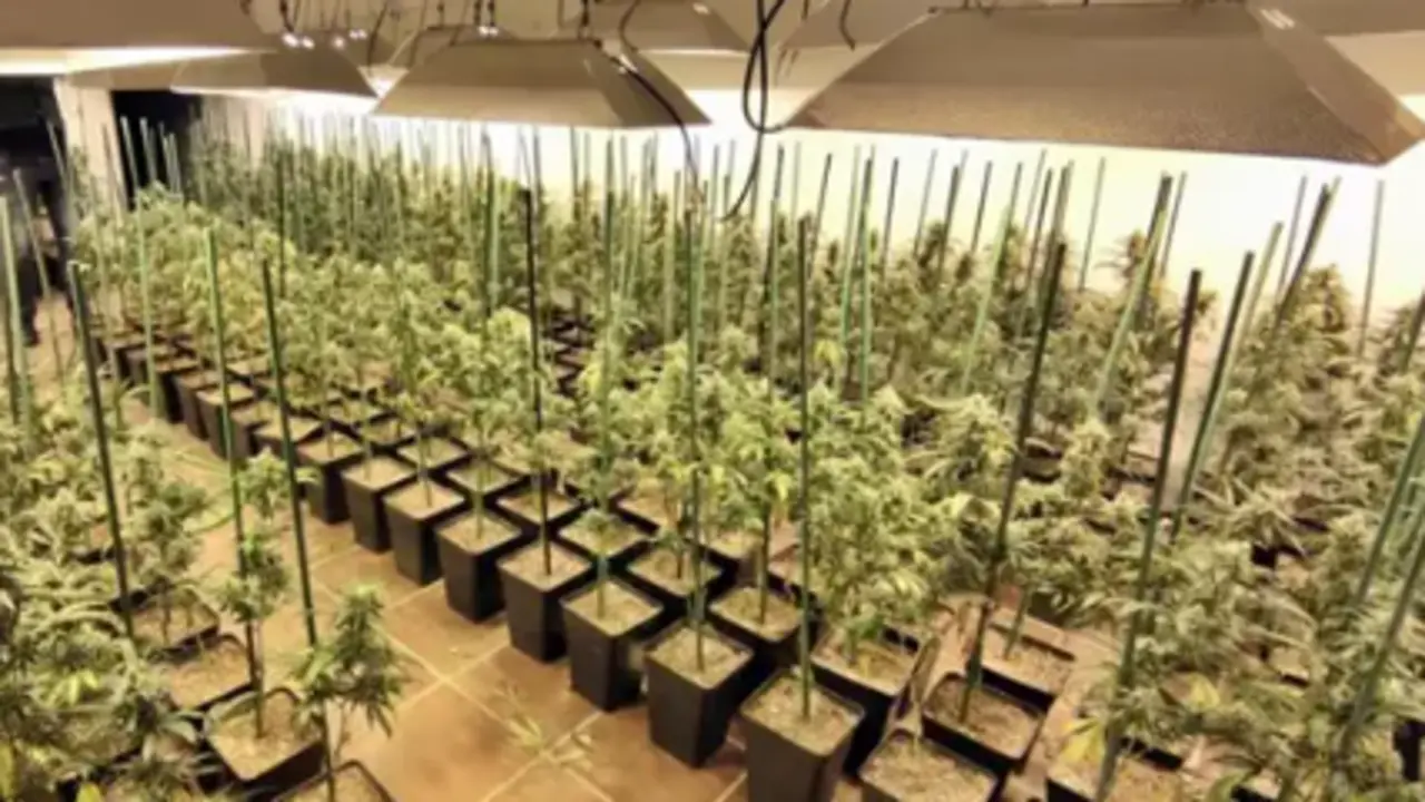 Plantaci&oacute;n de marihuana en Castuera. / GC