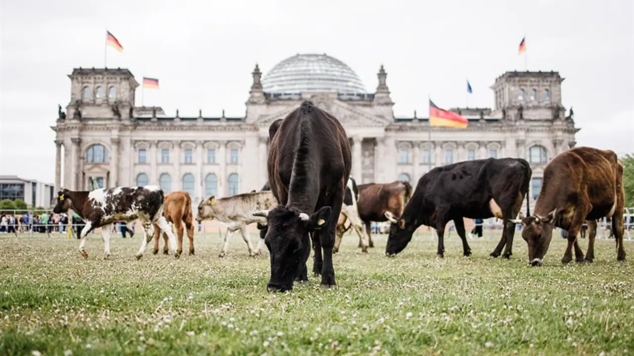 Varias vacas en los jardines del parlamento alem&aacute;n, durante una protesta. EFE / CLEMENS BILAN