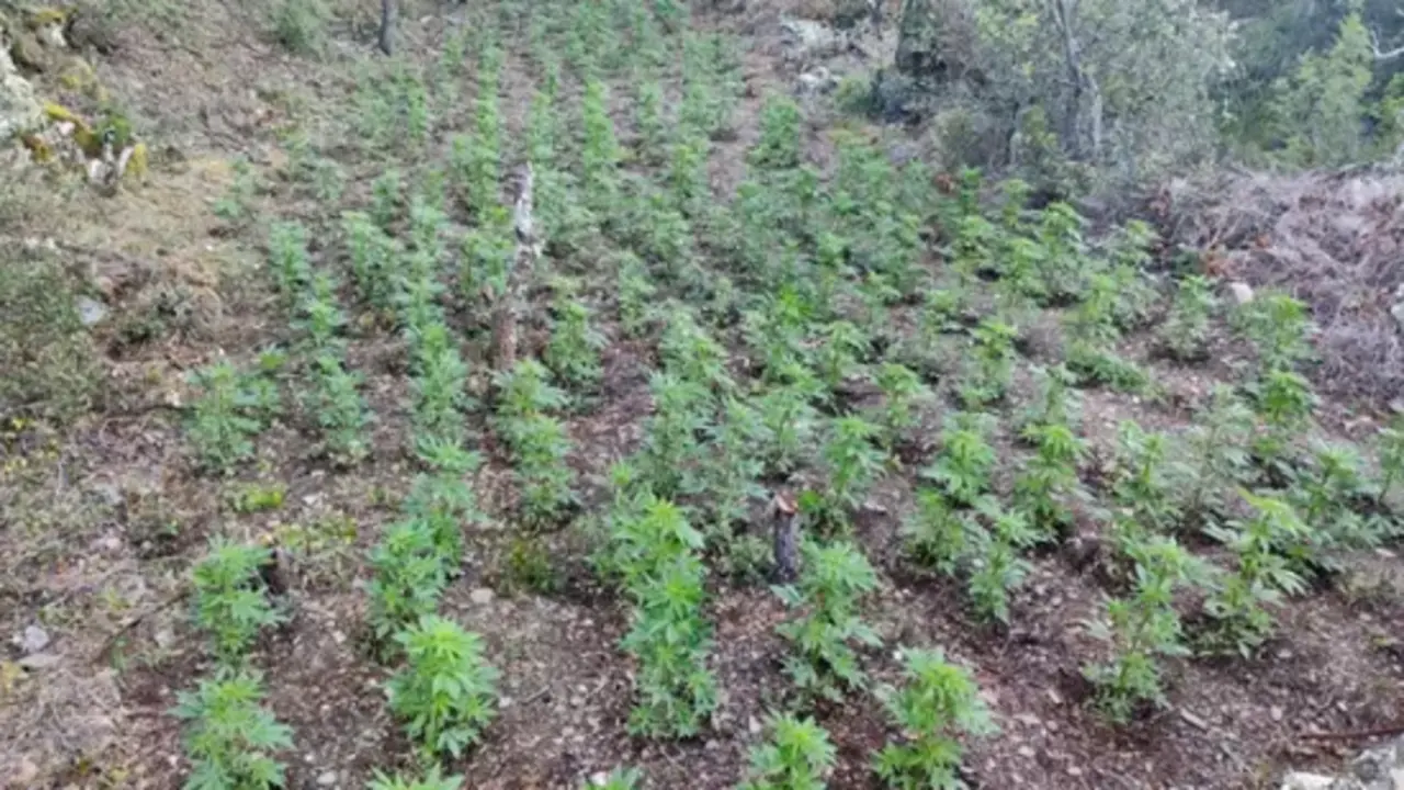 El cultivo de marihuana en el bosque. / MOSSOS D'ESQUADRA