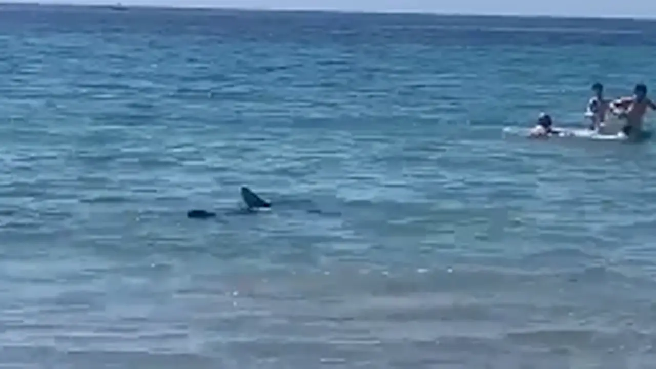 Los ba&ntilde;istas se llevaron un tremendo susto al ver al tibur&oacute;n. / AC