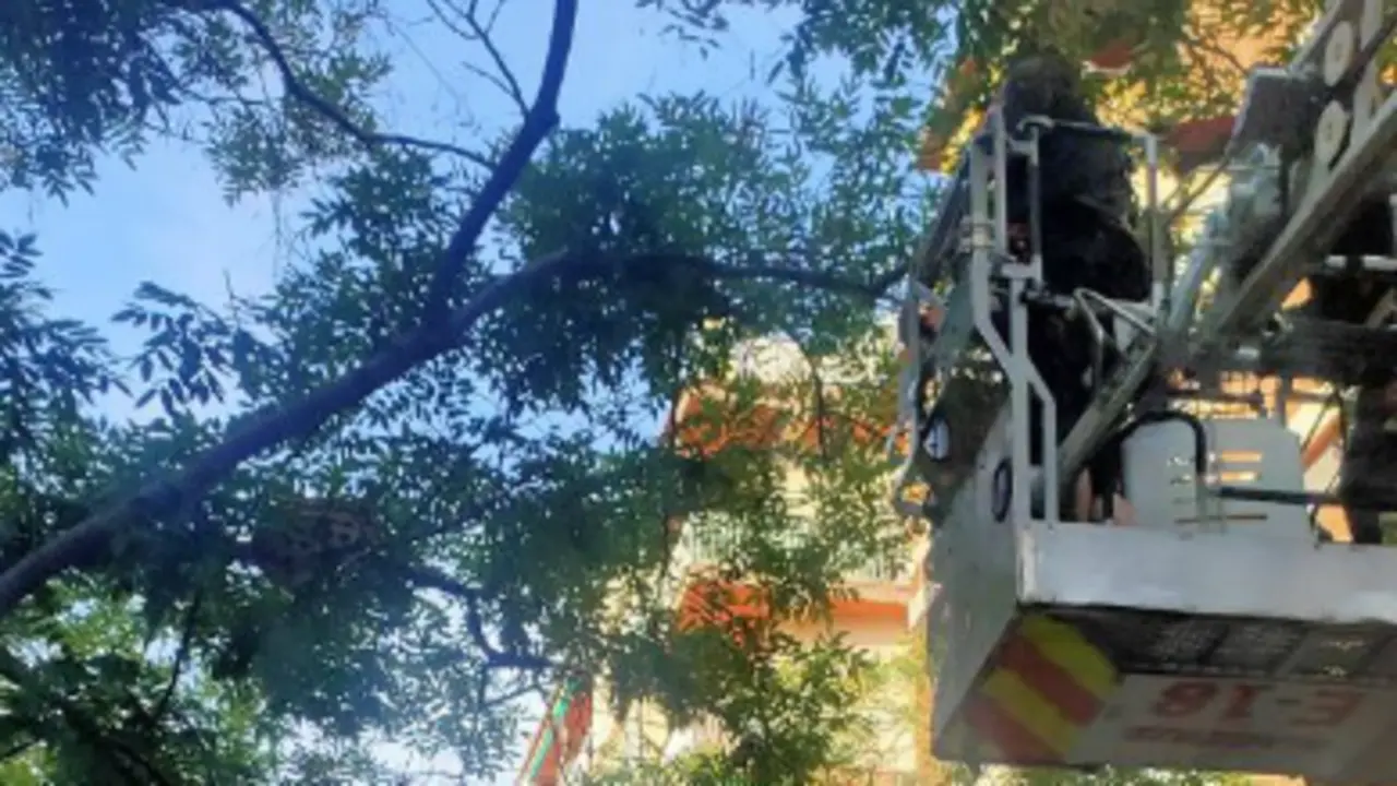 Los Bomberos hallan una serpiente de 15 kilos en un &aacute;rbol en Barcelona. / BB