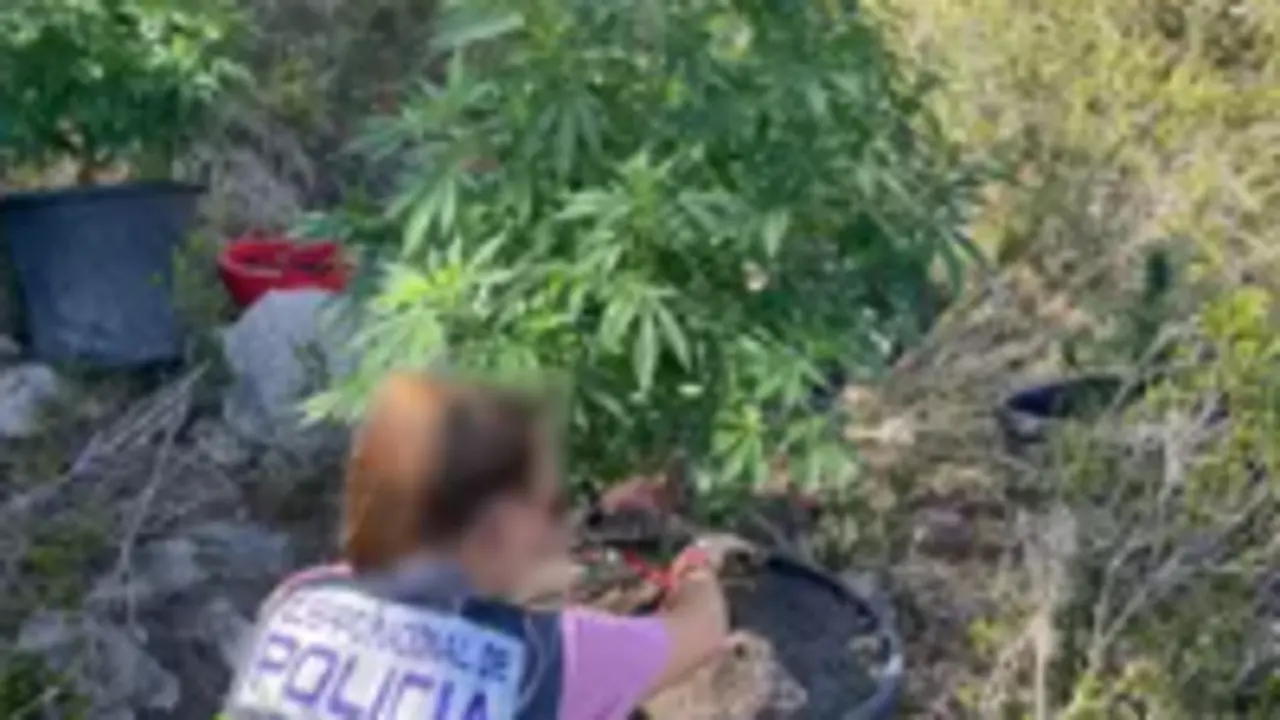 Una agente de Polic&iacute;a Nacional junto a una de las plantas de marihuana incautadas en el cementerio de Ibiza. / CNP