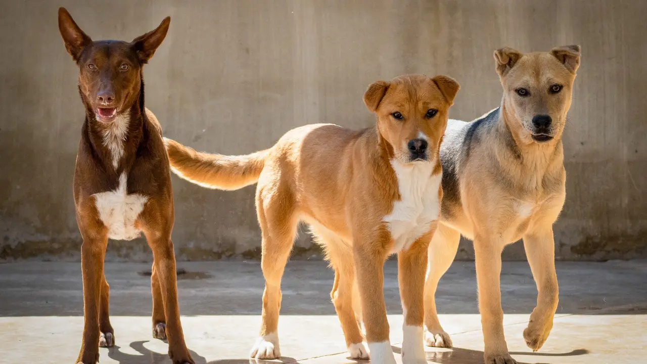 Perros abandonados. / BIOPARC