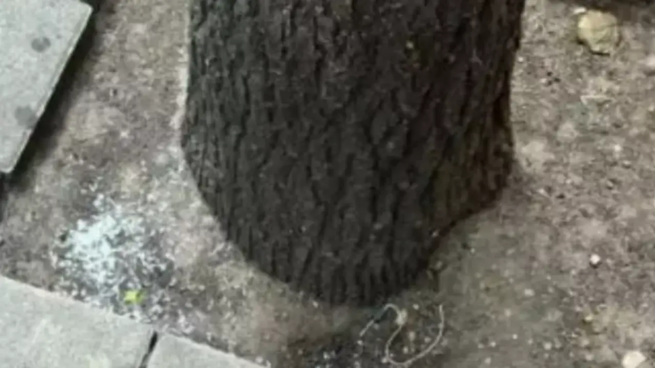 Arroz depositado en un alcorque por una mujer que ha sido denunciada en Valladolid.  / PLV