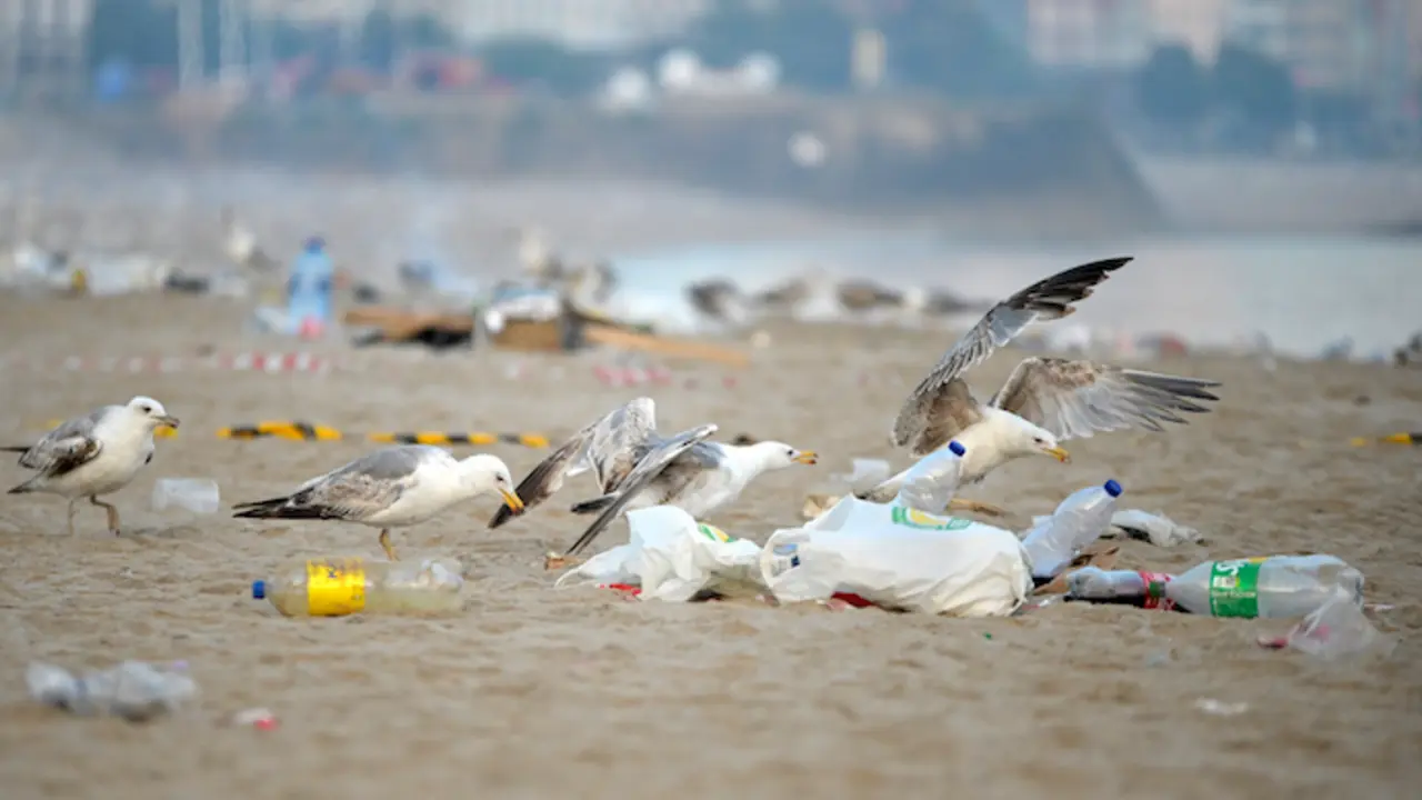 Restos de basura despu&eacute;s de la celebraci&oacute;n de las hogueras de la noche de San Juan. / M. Dylana