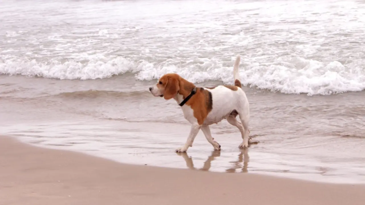 Un perro en una playa habilitada para los canes. / EP