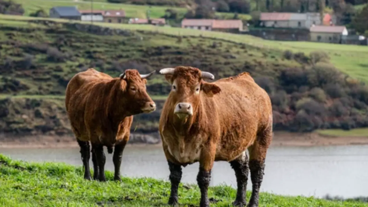 Varias vacas en Mataporquera, Cantabria. / A.E.