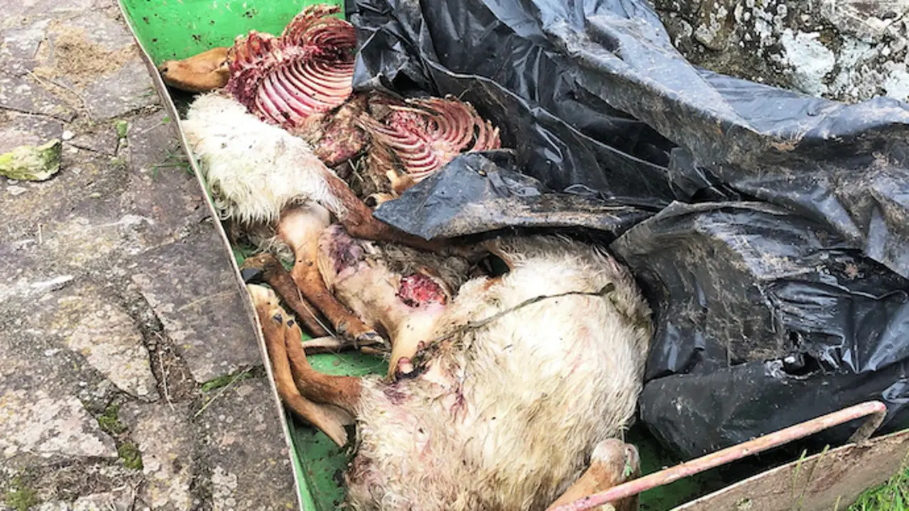 Restos de la ovejas atacadas por los lobos en Trece&ntilde;o. / ALERTA
