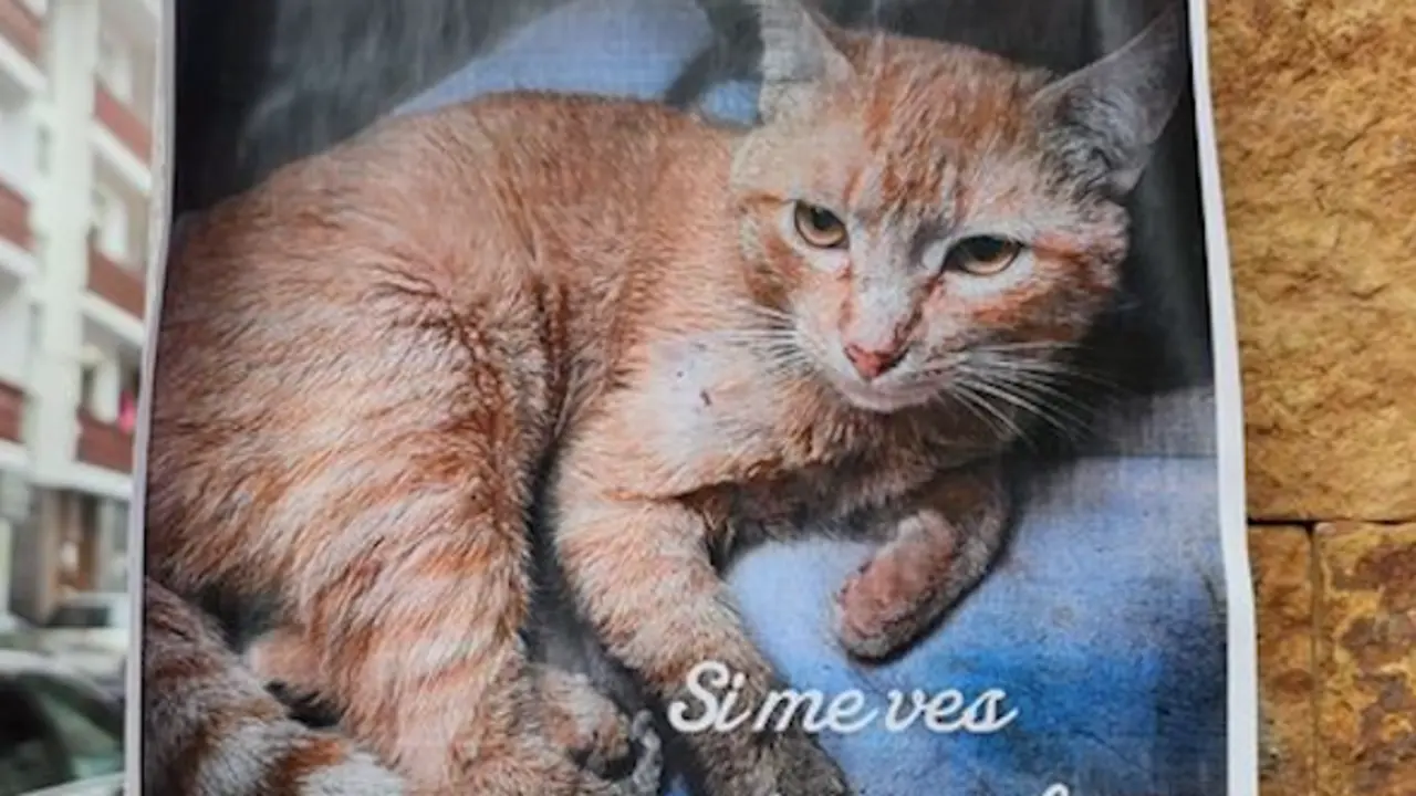 El gato/a perdido en la localidad de San Vicente de la Barquera.