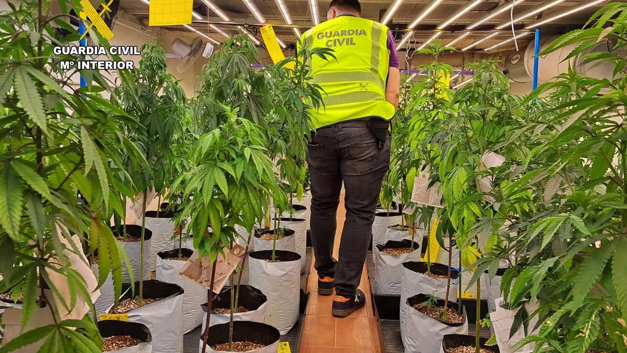 La Guardia Civil ha desmantelado una plantaci&oacute;n de marihuana. / Alerta