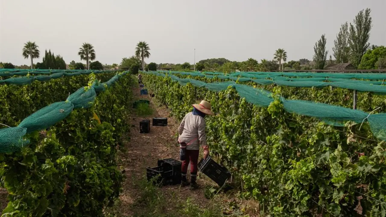 Una trabajadora recoge uva durante una jornada de vendimia adelantada por las altas temperaturas. EFE / Pablo Miranzo