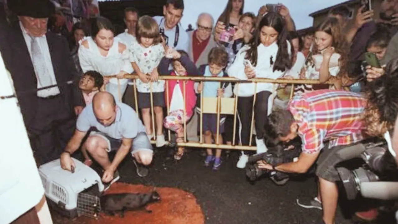 Un momento de la suelta de la gata por parte de los organizadores de la fiesta.