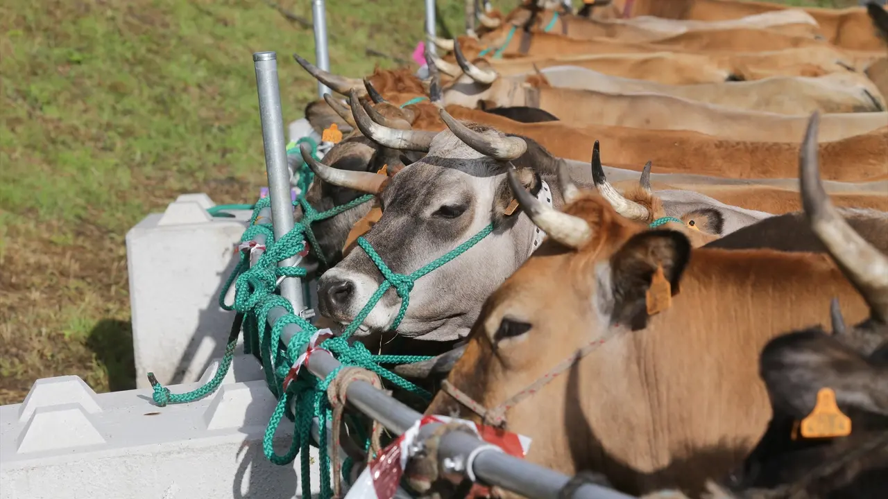 Varias vacas durante una feria de ganado. / Alerta
