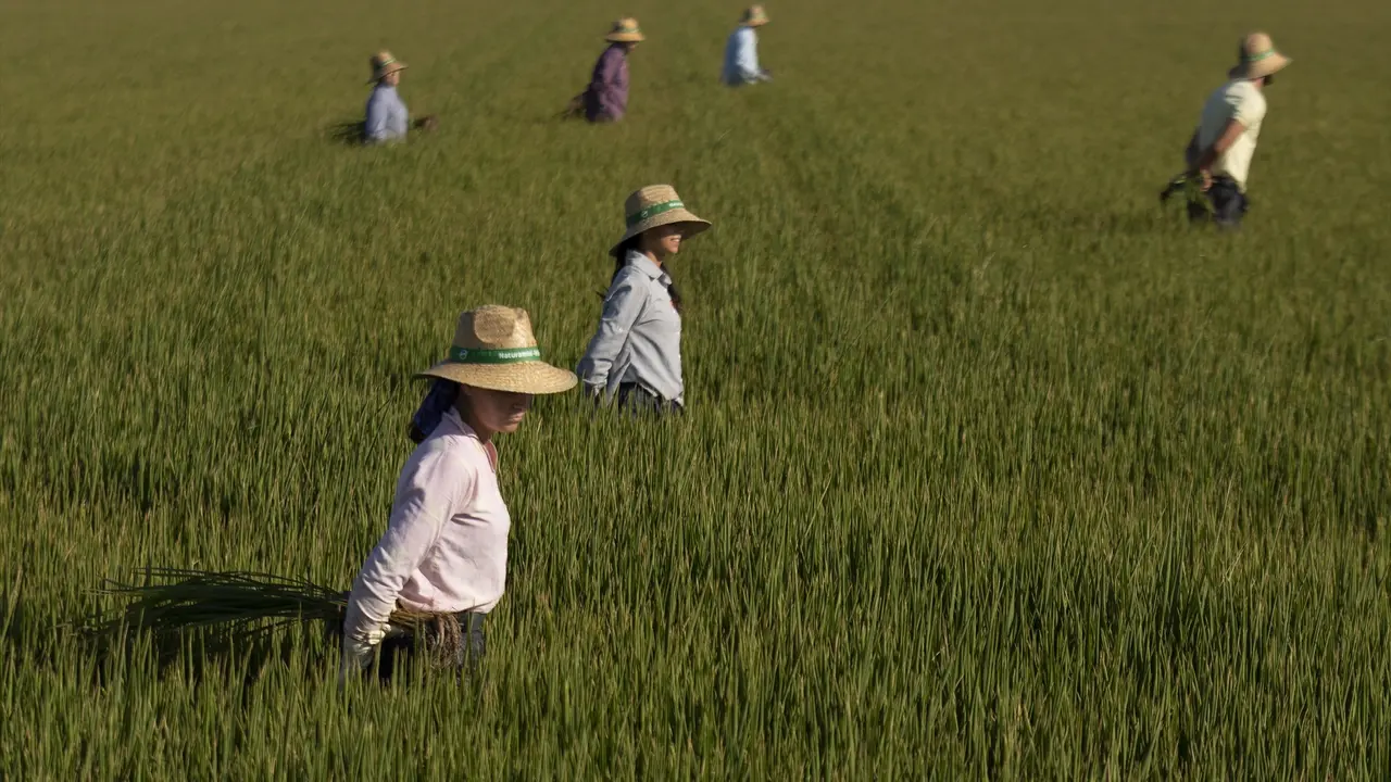 Un grupo de jornaleros durante su labor, escardar arroz. EP / Mar&iacute;a Jos&eacute; L&oacute;pez