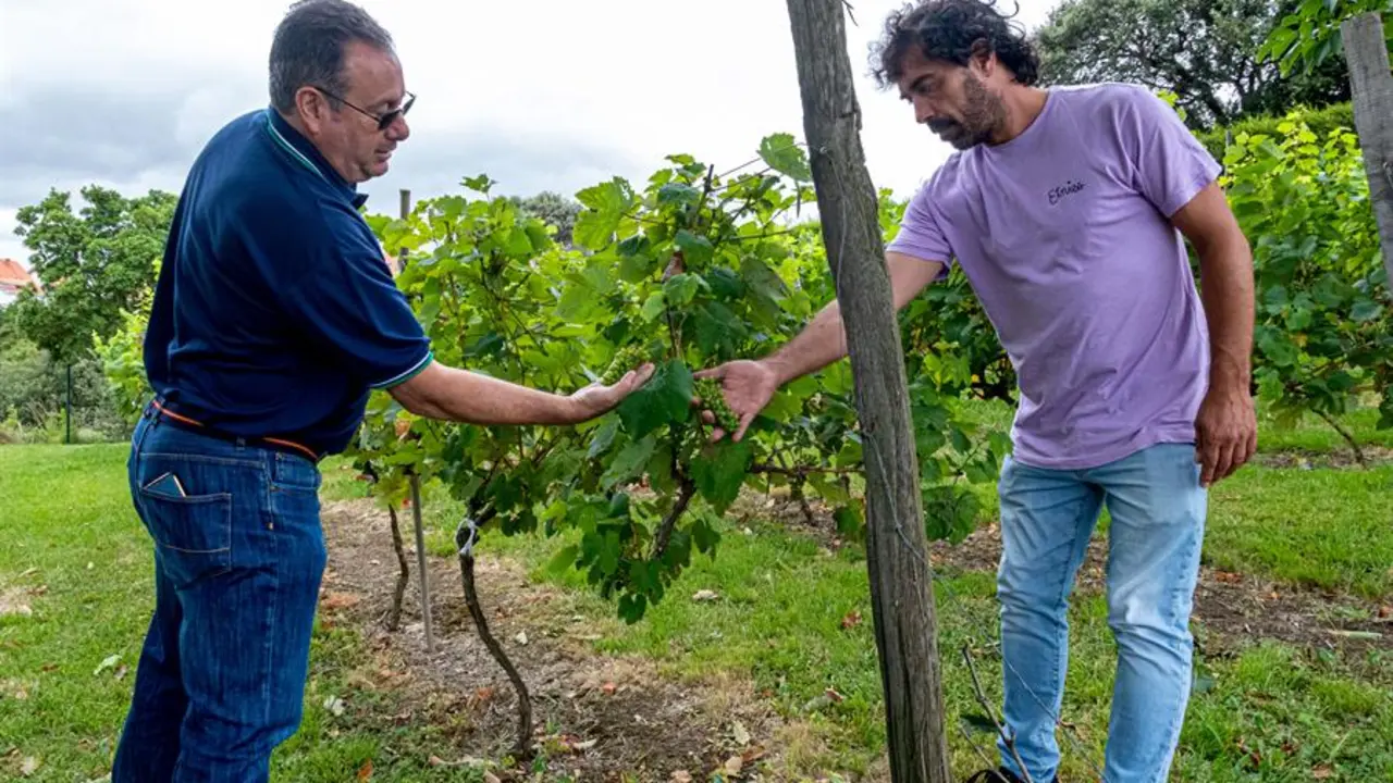 El ingeniero agr&iacute;cola Pablo Oria y el escritor Jos&eacute; Manuel G&oacute;mez Eguren (i) revisan la plantaci&oacute;n experimental de Cortiguera. / Javier G. Paradelo