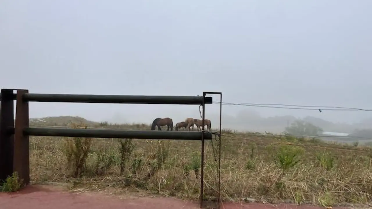 Vista de varios caballos en una finca junto a la r&iacute;a Pas en Miengo cubierta de niebla.