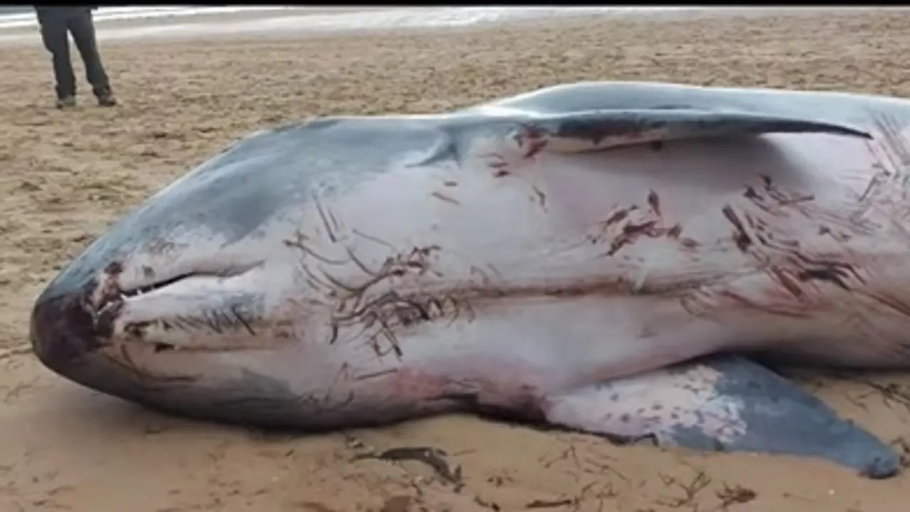 Aparece el cad&aacute;ver de un cachalote pigmeo en la playa del Regat&oacute;n de Laredo. / Recarva