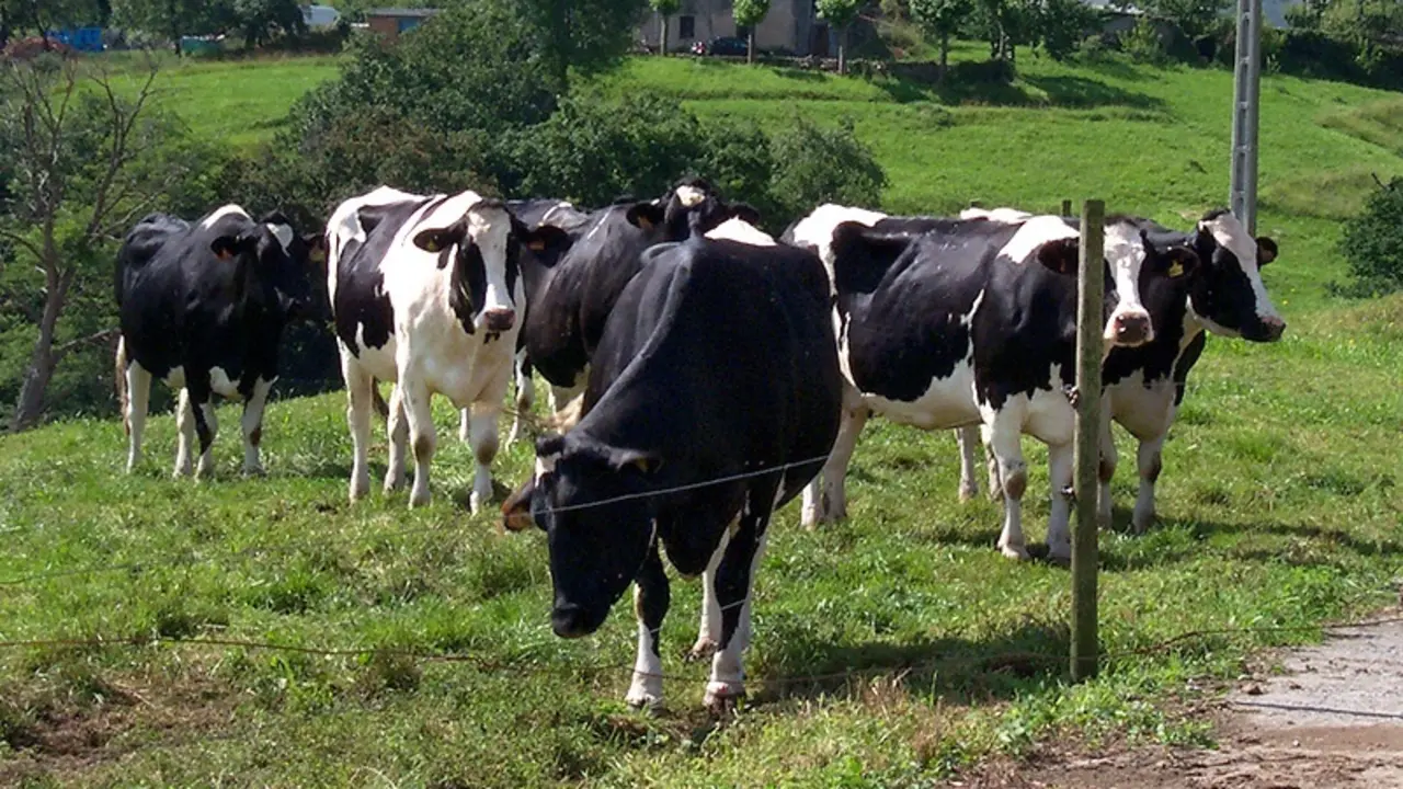 Un grupo de vacas en Cantabria. / ALERTA