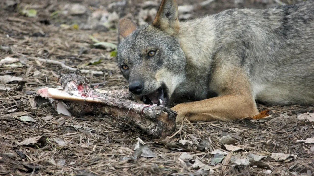 Un lobo comiendo carne. / ALERTA