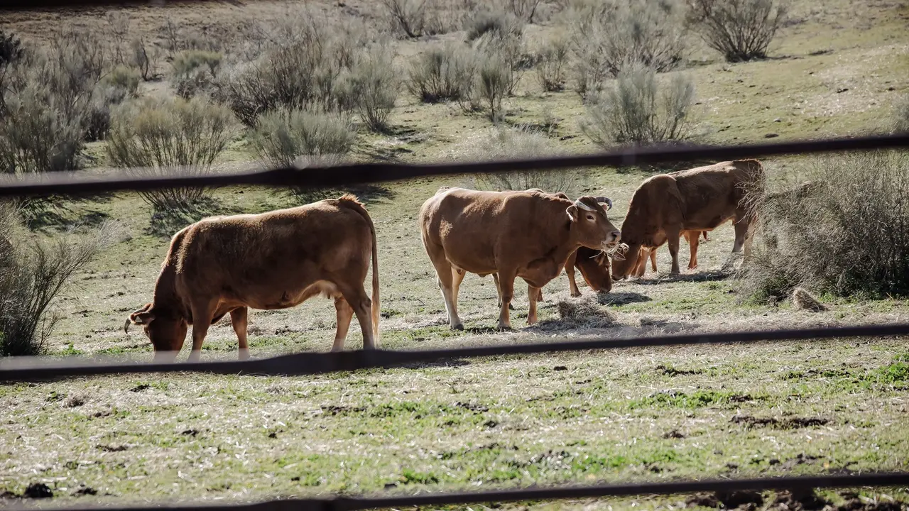 Varias vacas pastando en una actividad ganadera. EP / Carlos Luj&aacute;n