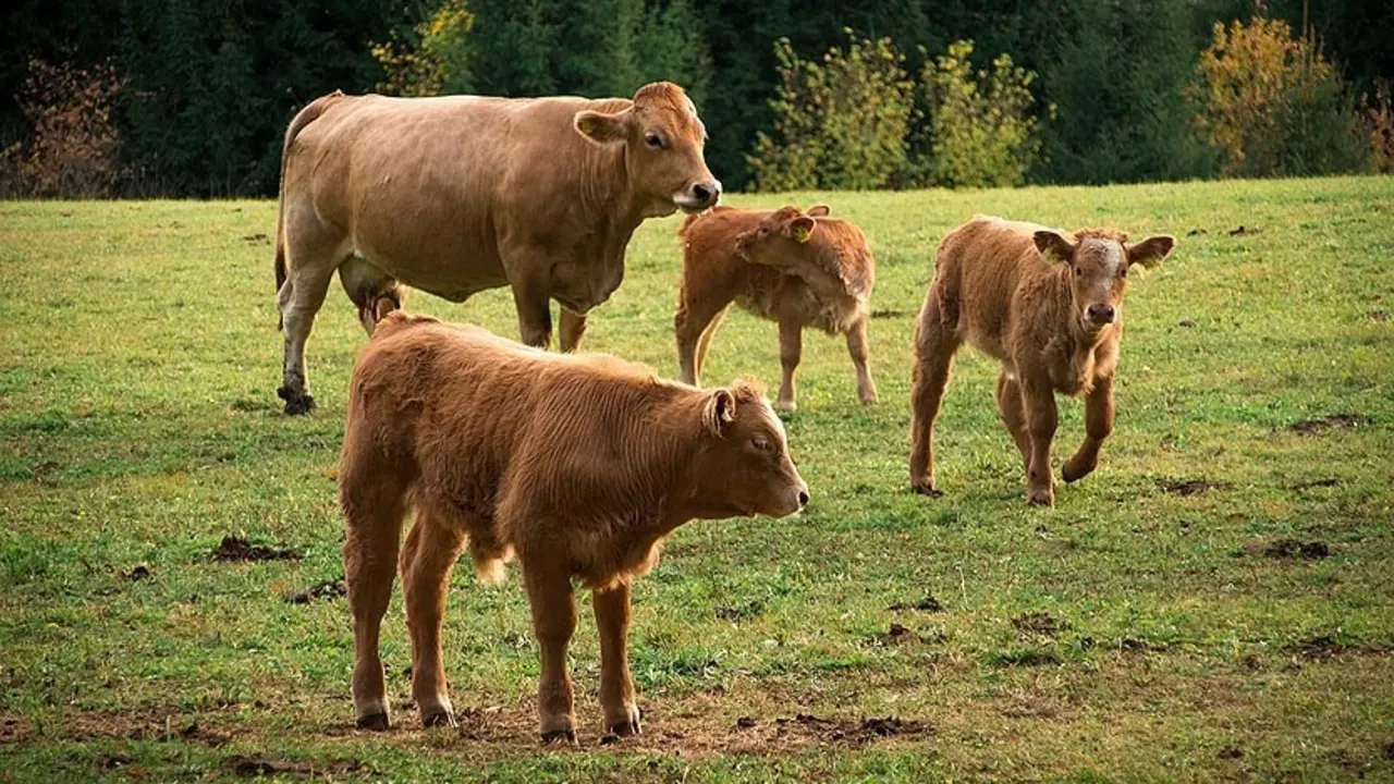 Varias vacas en el campo. / Alerta