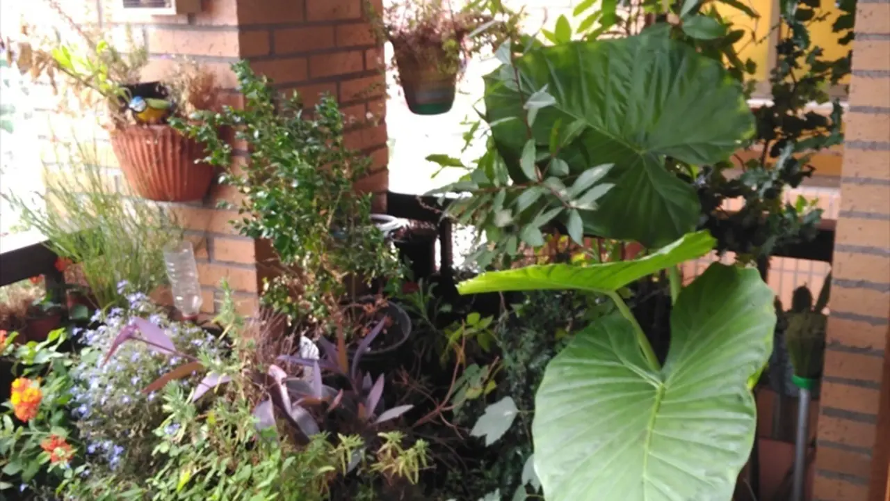 Vista de un jard&iacute;n con varias plantas. / Alerta