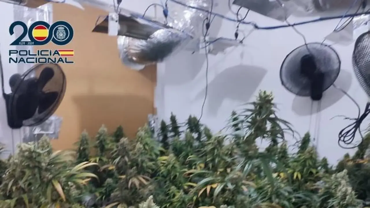 Interior de una de las habitaciones que usaba el matrimonio para cultivar marihuana. / EP