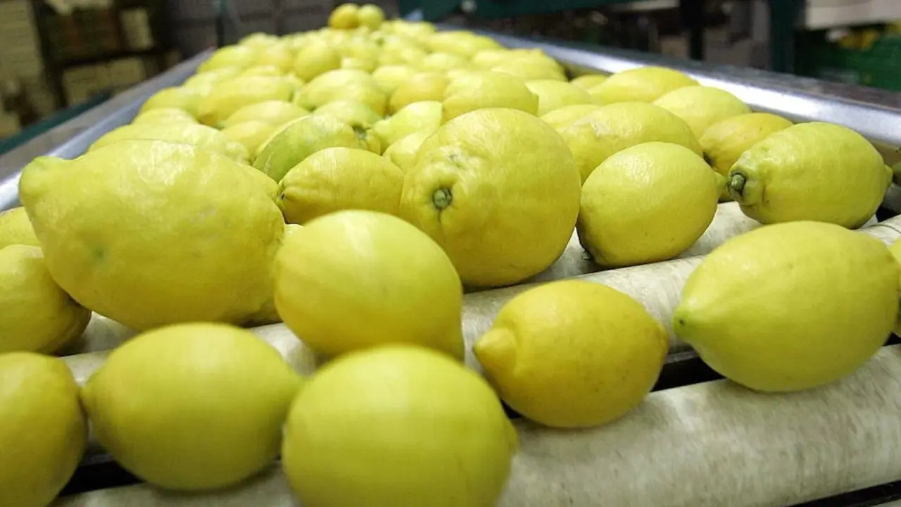 Limones tras ser recogidos. EP