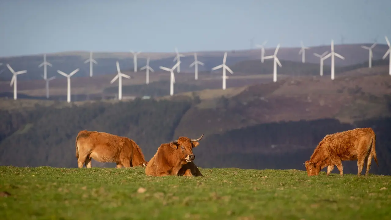 Varias vacas y detr&aacute;s un parque e&oacute;lico. / Carlos Castro / Archivo