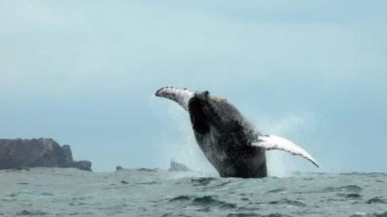 Un ejemplar de ballena joroba saltando. / Alerta