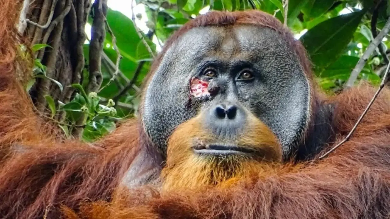 Rakus, un orangut&aacute;n de Sumatra, mastic&oacute; una planta de liana conocida por sus propiedades medicinales y la aplic&oacute; en una desagradable herida abierta en su cara. Esta imagen fue tomada dos d&iacute;as antes de que aplicara la pasta.