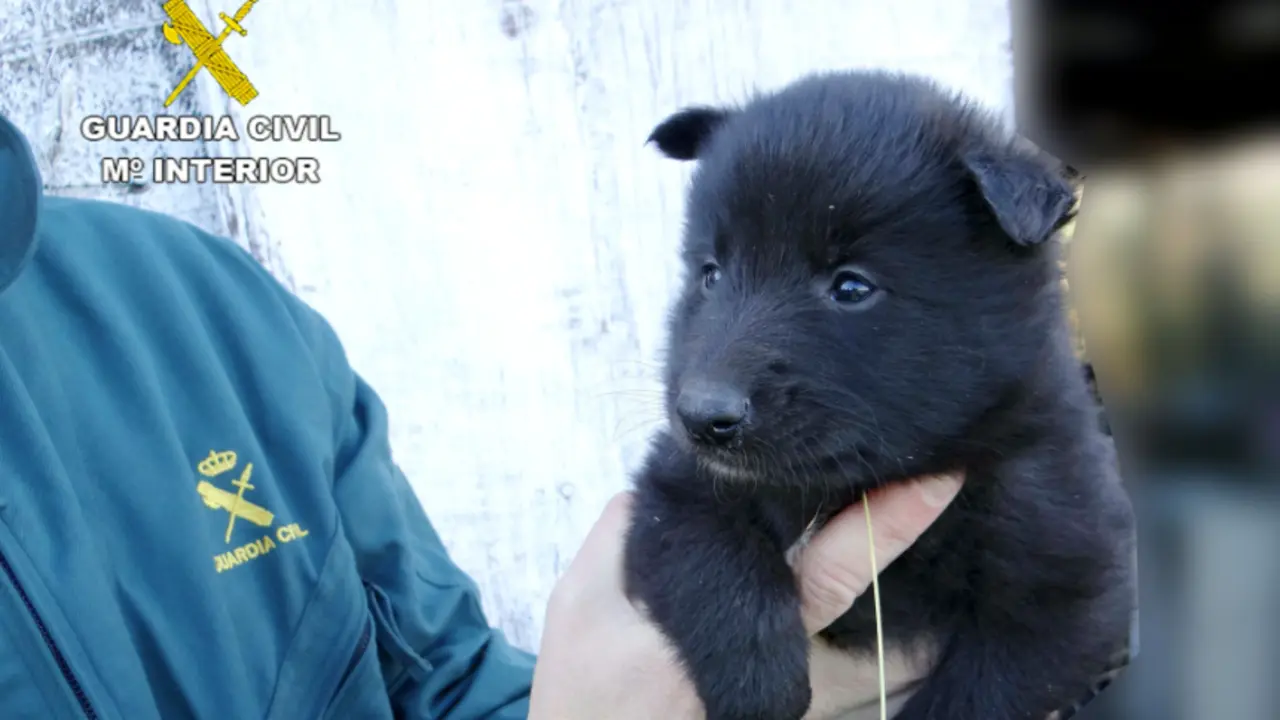 Uno de los cachorros salvados por la Guardia Civil.