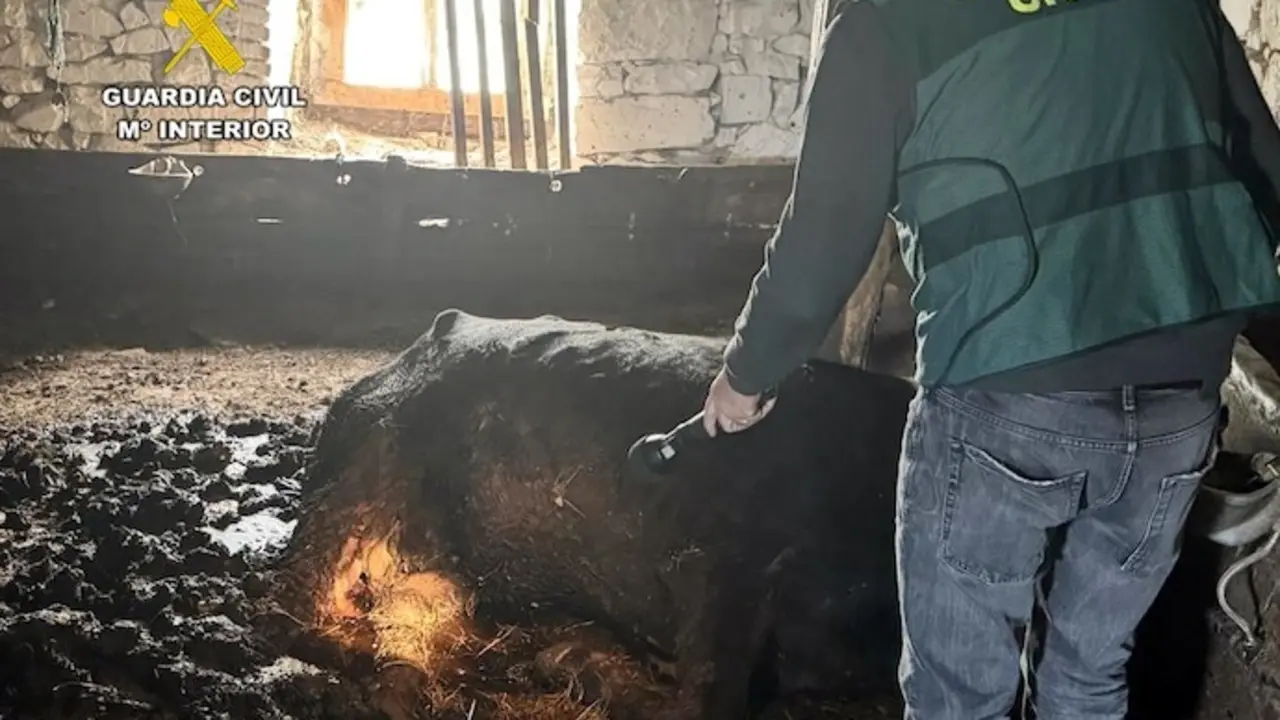 La Guardia Civil de Cantabria, ha procedido a instruir diligencias en calidad de investigado, a un var&oacute;n, como presunto autor de un delito de maltrato animal, con el resultado de una vaca y un ternero muertos, hechos ocurridos en el t&eacute;rmino municipal de Tudanca.