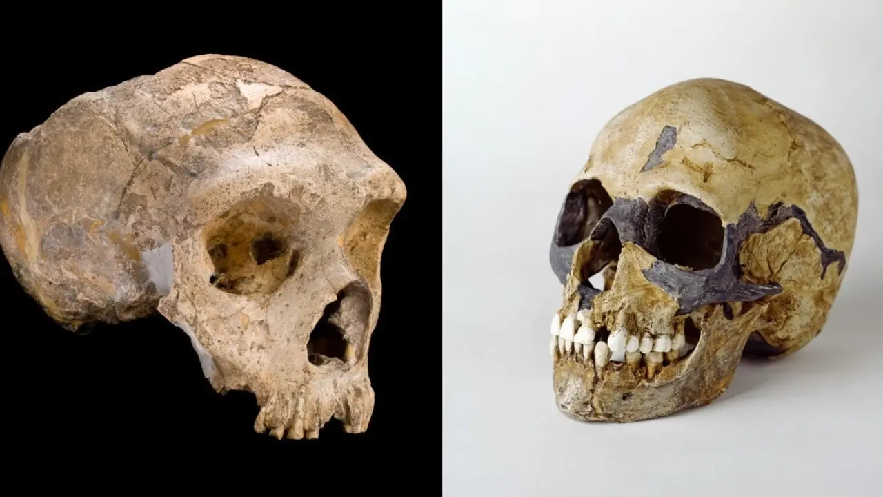 Los neandertales (izquierda) y el Homo sapiens (derecha) son los parientes m&aacute;s cercanos entre s&iacute; y puideron cruzarse. THE TRUSTEES OF THE NATURAL HISTORY MUSEUM