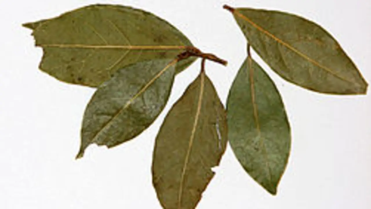 Varias hojas de laurel. EP