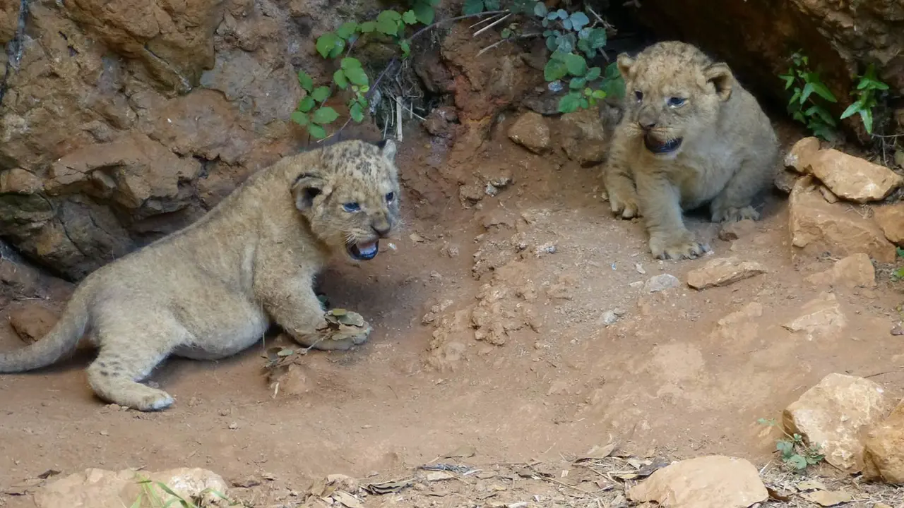 Dos nuevos leones que han nacido en el Parque de la Naturaleza de Cab&aacute;rceno. / A.E.