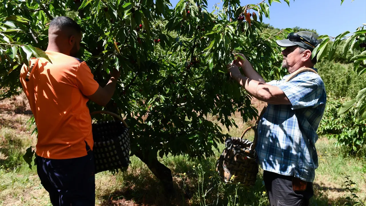 Varios agricultores durante la recolecci&oacute;n de cerezas. Gustavo Valiente