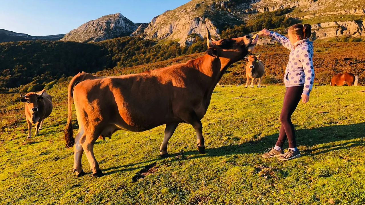 Una ni&ntilde;a con una vaca. / A.E