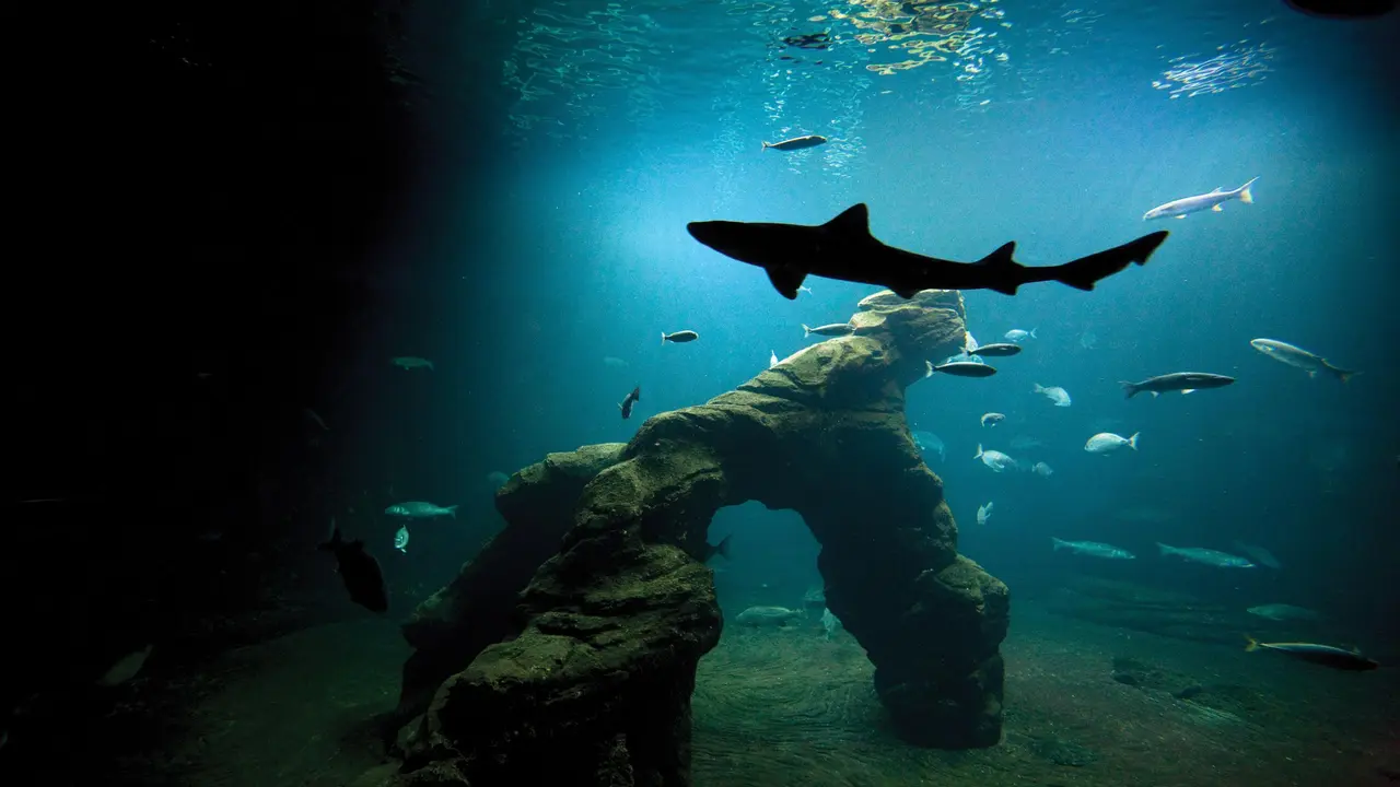 Tiburones en el Museo Mar&iacute;timo de Santander. / EP