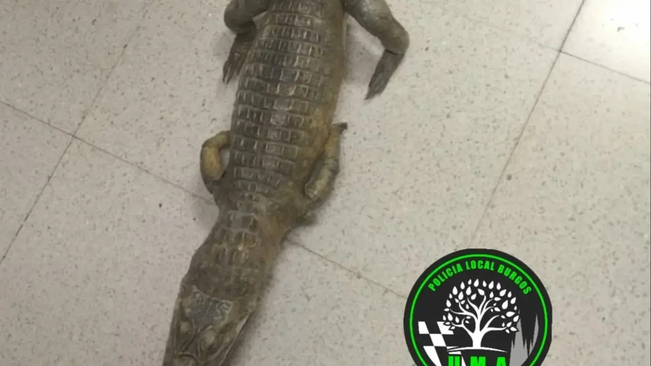 Los agentes comprobaron que se trataba de una especie disecada. / Polic&iacute;a de Burgos