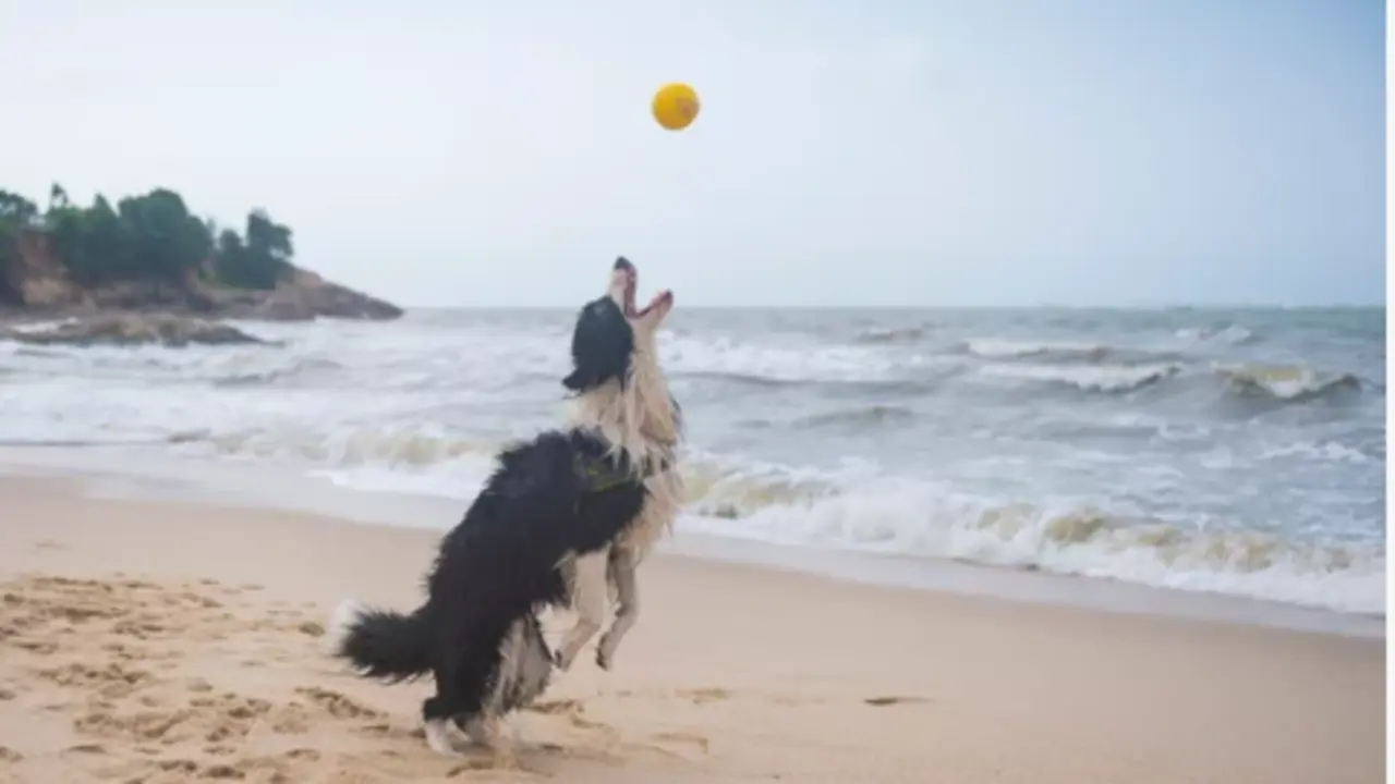 Un perro juega con su pelota en una playa. / A.S.