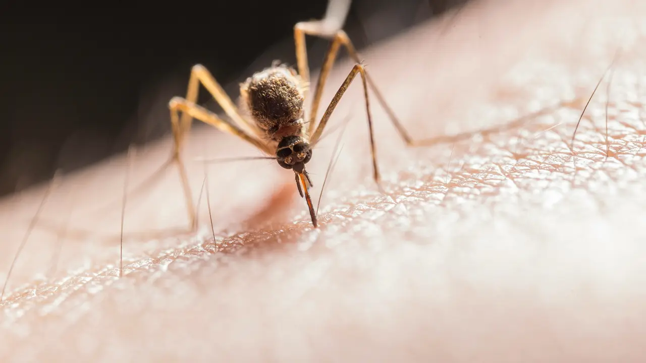 La principal fuente de transmisi&oacute;n del virus del Nilo occidental es la picadura del mosquito. / EP
